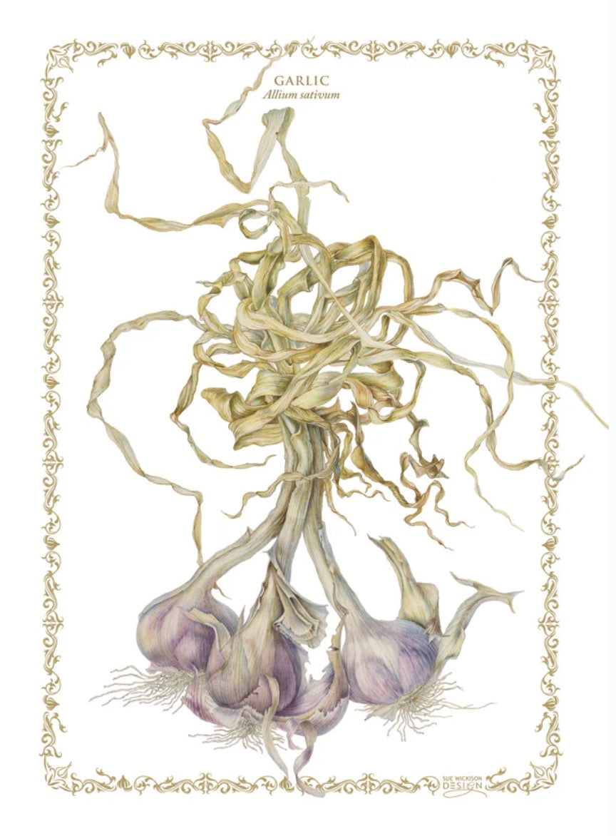 OOMA objects of my affection