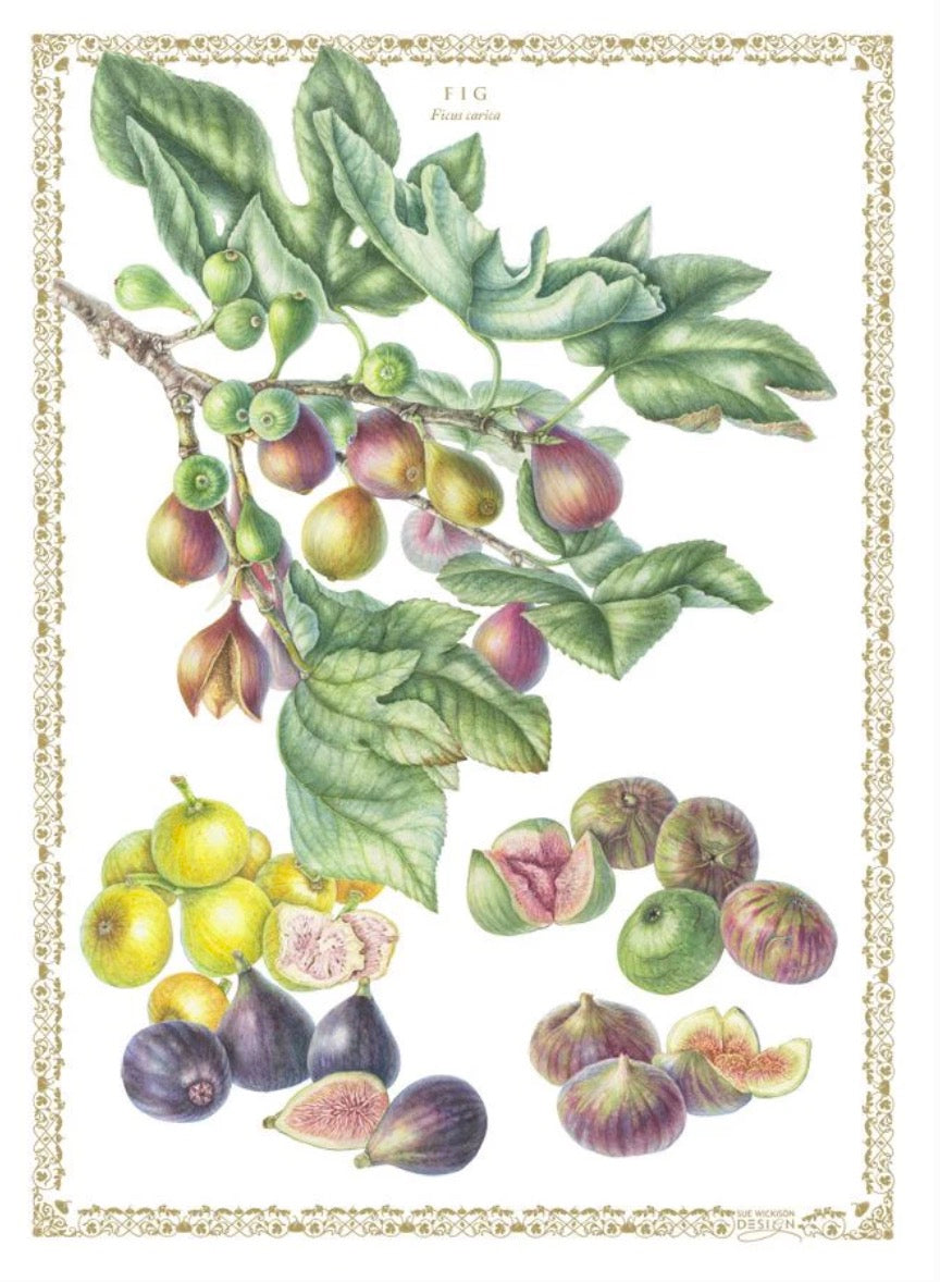 OOMA objects of my affection